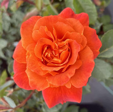 NEIL'S ROSE - Orange