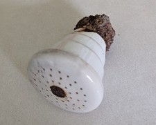 Antique Porcelain Shower Head