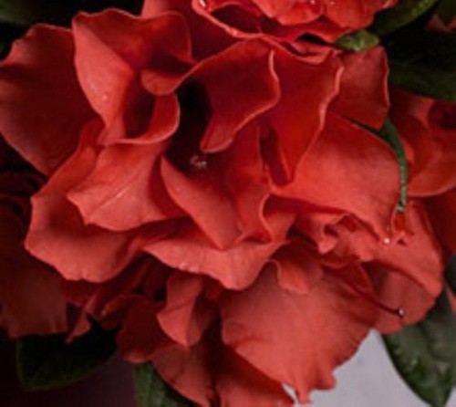 Encore autumn embers - autumn, embers®
