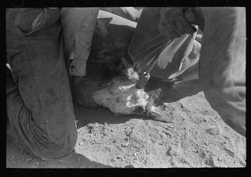 Photo marfa texas 1910s calf - photo:marfa,