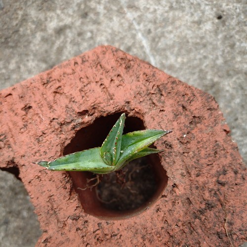 Agave victoria reginae - agave, victoria-reginae