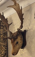 Impressive Fallow Deer Head Large Antlers