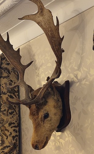 Impressive fallow deer - impressive, head