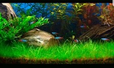 WATER PLANT GRASS SEEDS FOR