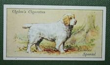 CLUMBER SPANIEL   Vintage 1936