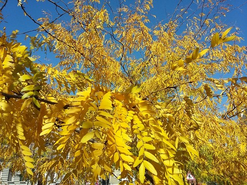 Gleditsia triacanthos honey - gleditsia,
