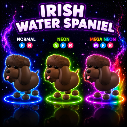 Irish water spaniel - , ✨us