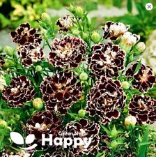 CARNATION - 100 SEEDS - Dianthus chinensis heddewigii - BLACK AND WHITE