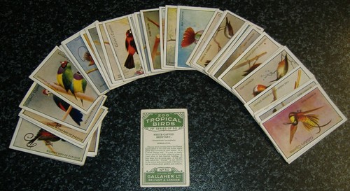 Gallaher zoo tropical birds - -,