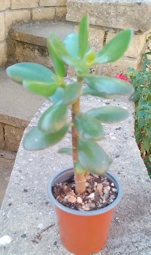 Large jade plant crassula - jade,