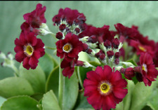 Primula pubescens Rufus Plant