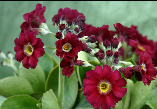Primula pubescens rufus plant - primula,