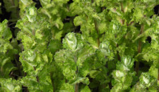 Mint Mojito Cuban Mint Very