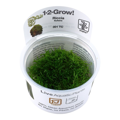 Tropica foreground live - tropica,