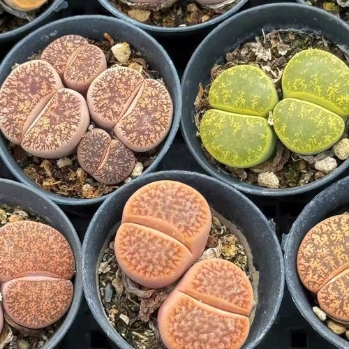 6pcs 4cm succulent plant - 3-4cm,
