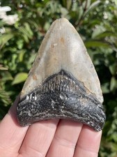 Fossil Megalodon Shark Tooth 23-3.6Million Years Old S.Carolina USA