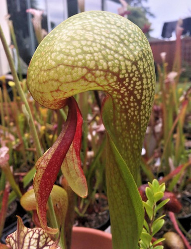 Darlingtonia californica cobra - californica,