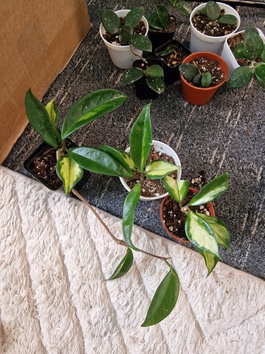 Hoya carnosa tricolor house - 'tricolor,