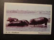 DANDY GUM WILD ANIMALS DANISH