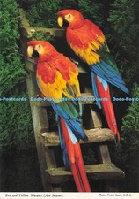 D284712 Red and Yellow Macaws Ara Macao Birdland Franz Lazi John Hinde Ltd