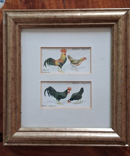 Framed picture poultry - framed,