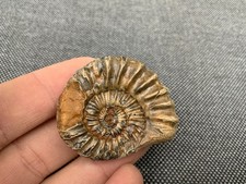 Rare Fossil Ammonite