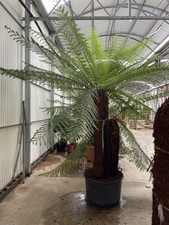 5 FT Dicksonia antarctica - Tree Fern - No Pot - 160 CM Height