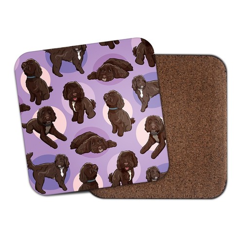 Chocolate cockapoo square - cockapoo,