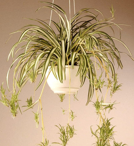 Indoor baby spider plant - baby,