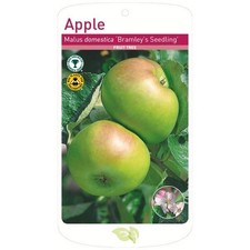 Bramley Apple Tree, Root