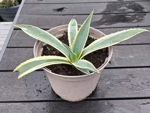 Agave americana variegata - agave,