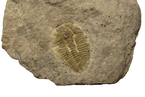 Cambrian fossil trilobite
