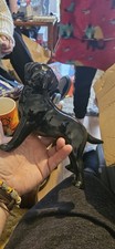 Vintage Ceramic Black Labrador