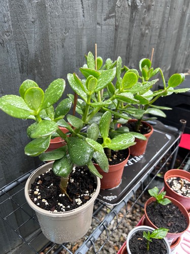 Mature jade plant - mature,