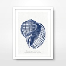 SEA SHELL ILLUSTRATION SEASIDE