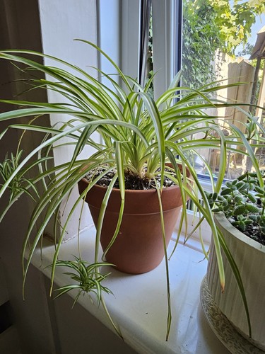Spider plant well rooted - plant,