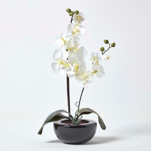 Cream artificial plants - plants, orchid