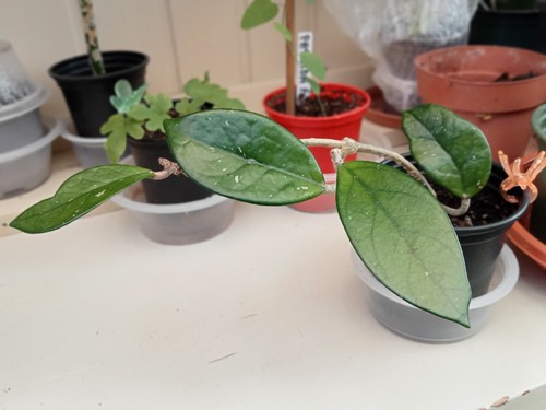 Hoya carnosa indoor plant - hoya, plant.
