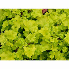 Heuchera Lime Marmalade - Coral Bells garden perennial plant in 1.5 Litre pot