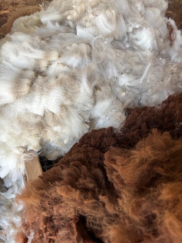 Alpaca wool fleece fibre - fleece,