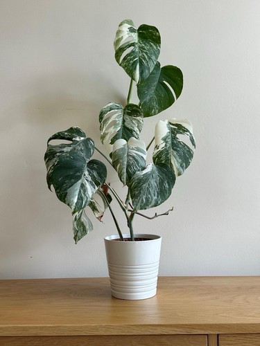 Rare variegated monstera - rare,