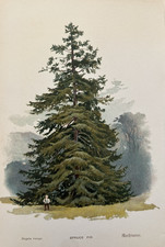 Antique Print The Spruce Fir