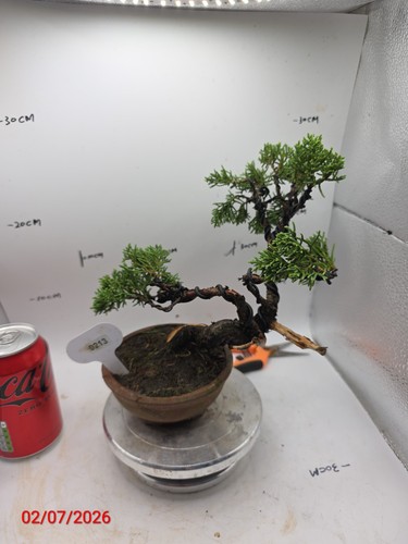 Juniper bonsai about - ,