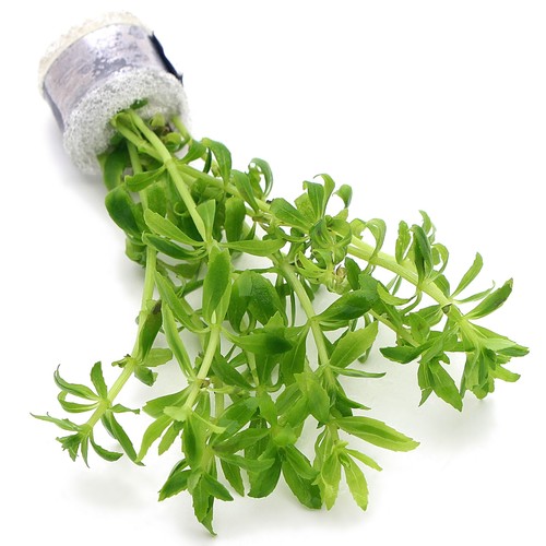 Limnophila vietnam mini live - limnophila,