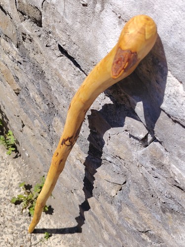 Birch wood hiking - hiking, staff
