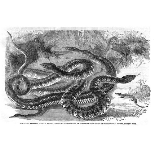 Australian venomous snakes - australian,