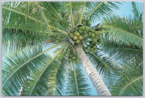 Coconut palm tree - coconut,