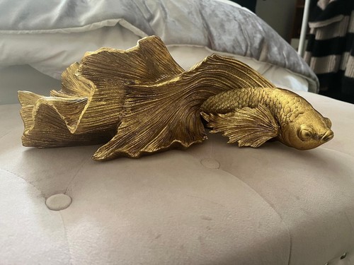 Oka oriental fan tail - oriental, fish