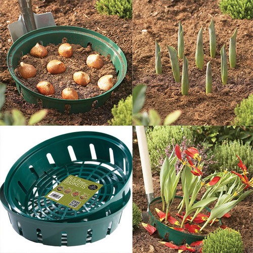 Bulb planting basket large - planting,