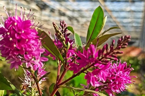 Hebe wari pink outdoor hardy - pink,